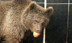 Kars'ta yol kenarında otururken bulunan yavru ayıya özel beslenme programı