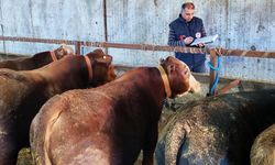 Büyükbaş hayvanlara şap aşısı ve sağlık taraması