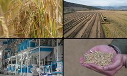 Modern kurutma pirinçte lezzet ve verim kalitesini artırıyor