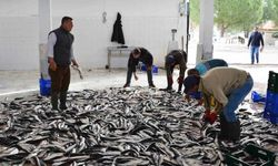 Muğla’dan 10 ayda 618 milyon dolar balık ihracatı