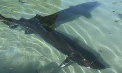 Trabzon'da mersin balığının korunması için 25 yıldır mücadele ediliyor