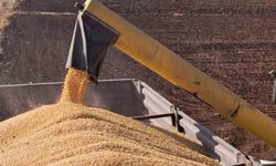 Araban Ovası’nda mısır hasadına başlandı