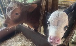 ABD Tarım Bakanlığı: "Türkiye’de yıllık 400-500 bin buzağı ölümü oluyor"