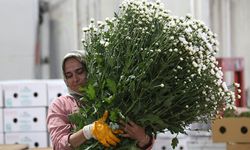 Çiçek sektörü ihracatta rekora koşuyor