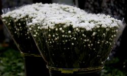 Antalya'da çiçek mezatlarında Öğretmenler Günü yoğunluğu