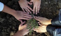 11 Kasım Milli Ağaçlandırma Günü'nde "çifte rekor" kırıldı