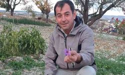 Demirci’de safran çiçeği yetiştirildi