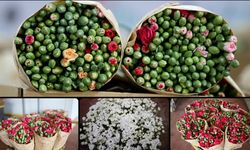 Çiçek ihracatında çeşitlilik arttı