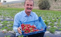 Köprübaşı’nda kasım ayında çilek bereketi