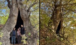Aydın'da mahalleliden dev çınar ağacı için tescil isteği