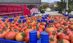 Isparta'nın Deregümü köyündeki domates seralarında hasat sezonu uzadı