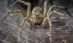 Tüyler ürperten keşif: 100 bin örümcek 100 metrelik dev ağ ördü!