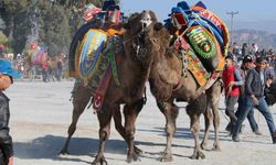Aydın’da deve güreşleri ertelendi
