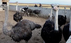 Kars'ta deve kuşu yetiştiriciliği hayalini gerçekleştiren girişimci çiftlik kuruyor