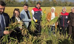 Konuralp pirincinde "damlama sulama" bereketi