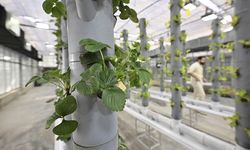 Topraksız dikey tarım uygulamaları enerjide tasarruf ve yüksek verimlilikle geleceğe umut oluyor