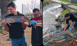Meriç Nehri'nde yakalanan mersin balığı koruma altına alındı