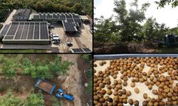 Kırklareli'nde kıraç alanda ceviz üretimine başlayan işletme elektriğini güneşten karşılıyor