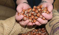 Giresun’da fındık fiyatları tekrar yükselişe geçti