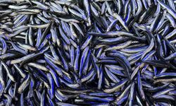 Hamsi azaldı, fiyatlar yeniden yükselişte