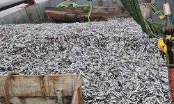 Samsun’da 1 milyon 843 bin 550 kilo hamsi denetlendi