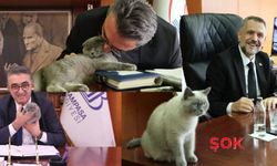 'Bayrampaşa Belediyesi'nde kediye de kayyum atandı'