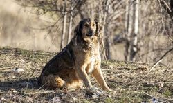 Futbol için sokak köpekleri vahşice öldürülüyor! Fas'ta büyük kriz