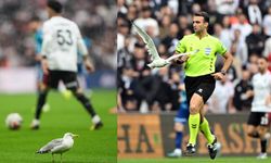 Beşiktaş'ın sahasına martı girdi efsaneyi bilenler ağladı