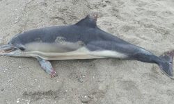 Samsun sahilinde kahreden görüntü: Ölü yunus kıyıya vurdu