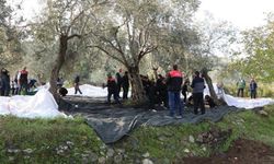 Geleceğin çiftçileri zeytin hasadında