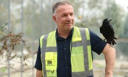 Sakarya'daki tabiat parkında iyileşen karga, insanlara yakınlığıyla dikkati çekiyor