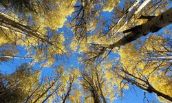 Kars'ta sonbaharın son güzellikleri yaşanıyor