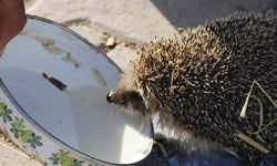 Aksaray'da bir çiftçi her sabah ahırına gelen kirpiyi sütle besliyor