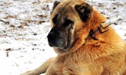 Erzurum’da bir kayıp hikâyesi