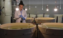 Kalkan balığının sürekliliği için 28 yılda 120 bin yavruyu Karadeniz'e bıraktılar