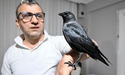 Sahiplendiği karga "Kömür" en yakın dostu oldu