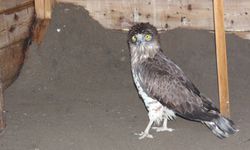 Tokat'ta yaralı bulunan yılan kartalı Samsun'da tedavi ediliyor