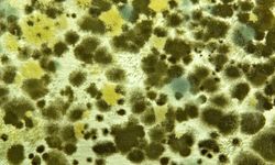 Sonbaharda alerjilere dikkat: Polenler gitti, küf mantarları geldi