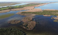 Samsun Kızılırmak Deltası'nda suları çekilen göller sonbahar yağışlarıyla canlandı