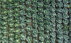 Bafra Ovası'nda sebze tarla günü etkinliği yapıldı