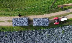 Bafra Ovası'nda kırmızı lahana hasadı başladı