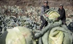 Pasinler Ovası'nda "ata tohumlarla" üretilen lahanalar üreticinin yüzünü güldürdü