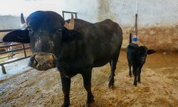 Diyarbakır'da embriyo transferiyle doğan manda "Dicle" anne oldu