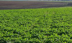 Edirne'de son dönemdeki yağışlar kanola üreticisini sevindirdi