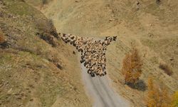 Muş'ta besicilerin sıcak bölgelere yolculuğu başladı