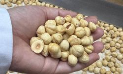 Türkiye, fındık ihracat sezonunun ilk iki ayında 351 milyon doları aşkın gelir sağladı