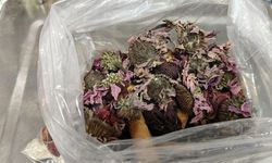 Geçmeyen öksürüğe ‘bitkisel’ karışım