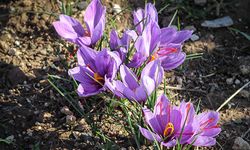 Fiyatını duyanlar "yok artık" diyor