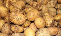 Ticaret Bakanlığından patates fiyatlarına ilişkin açıklama