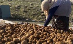 Ağrı’da kışlık patatesler geleneksel yöntemle toprağa gömülerek korunuyor